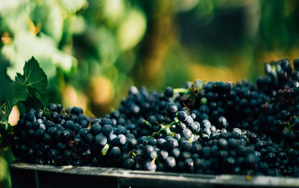 Qu'est-ce que le champagne Blanc de Noirs ?