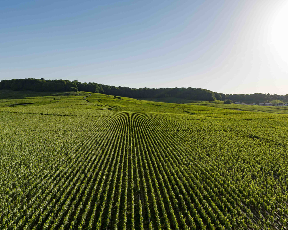 Les travaux de la vigne au printemps