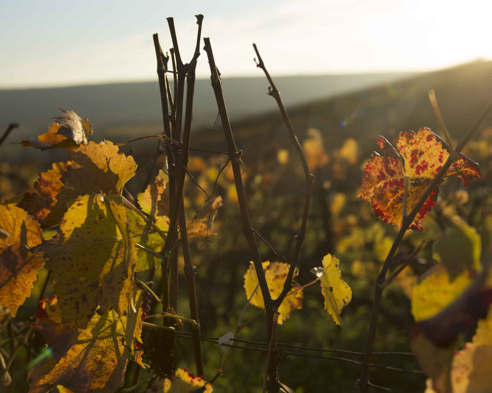 La taille des vignes