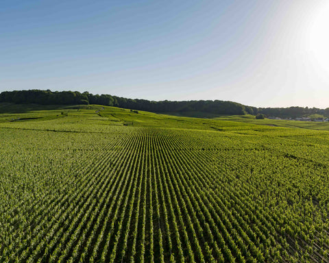 Les travaux de la vigne au printemps